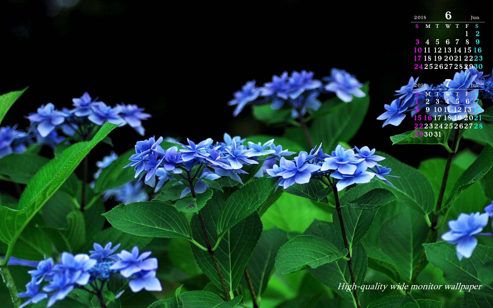 季節の壁紙「紫陽花」